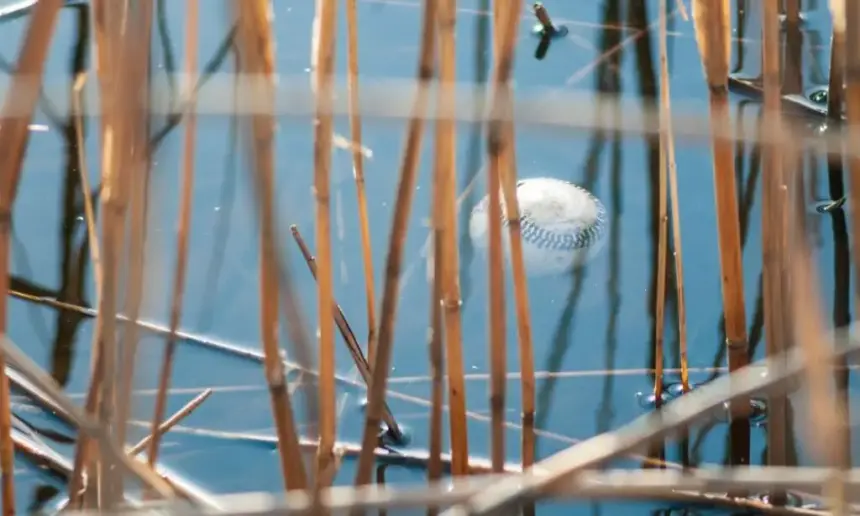 Floating baseball in a pond.